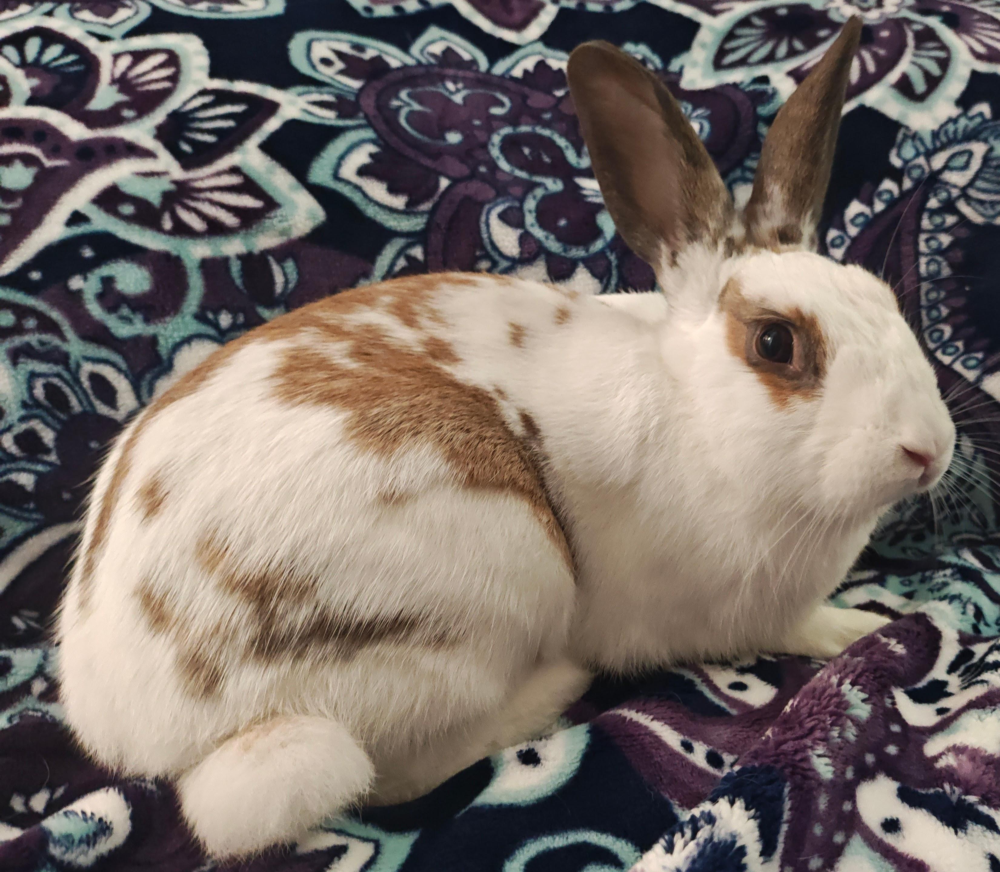 Majorica, a Adopted English Spot in Livermore, CA image 5/6