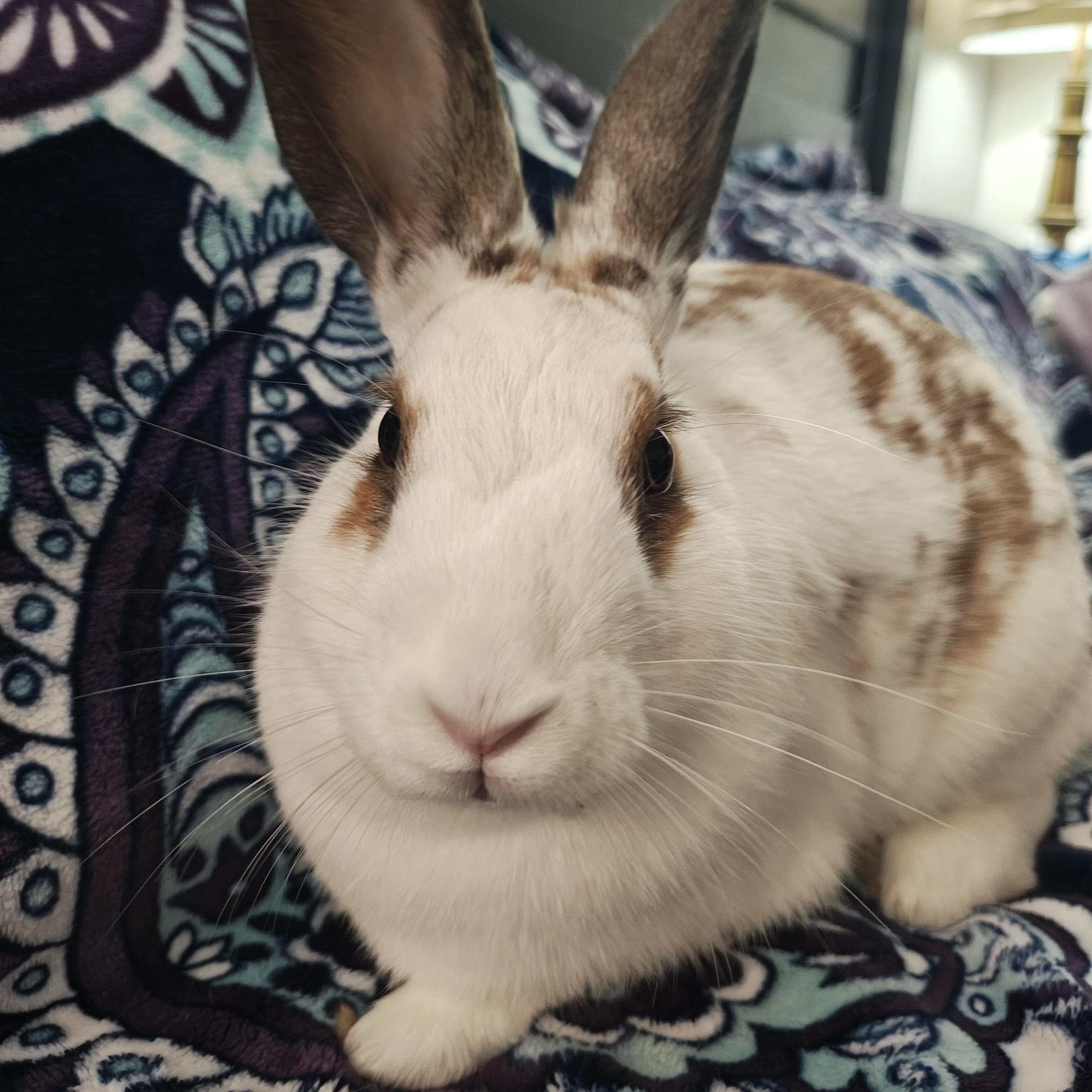 Majorica, a Adopted English Spot in Livermore, CA image 2/6