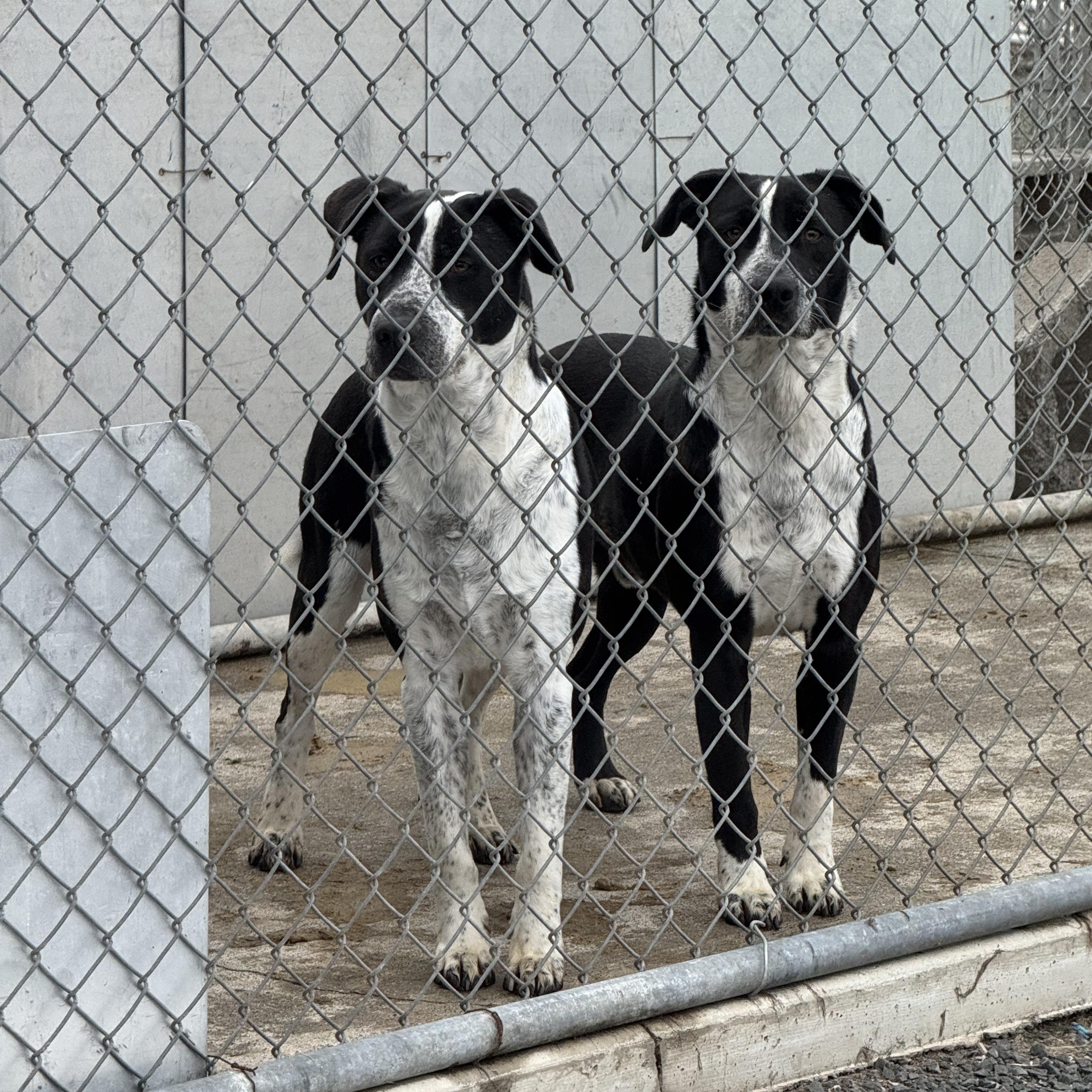 Enlarge Thad - Handsome Pup Looking for Foster Home!, a Adoptable mixed breed in Seattle, WA image 2/3