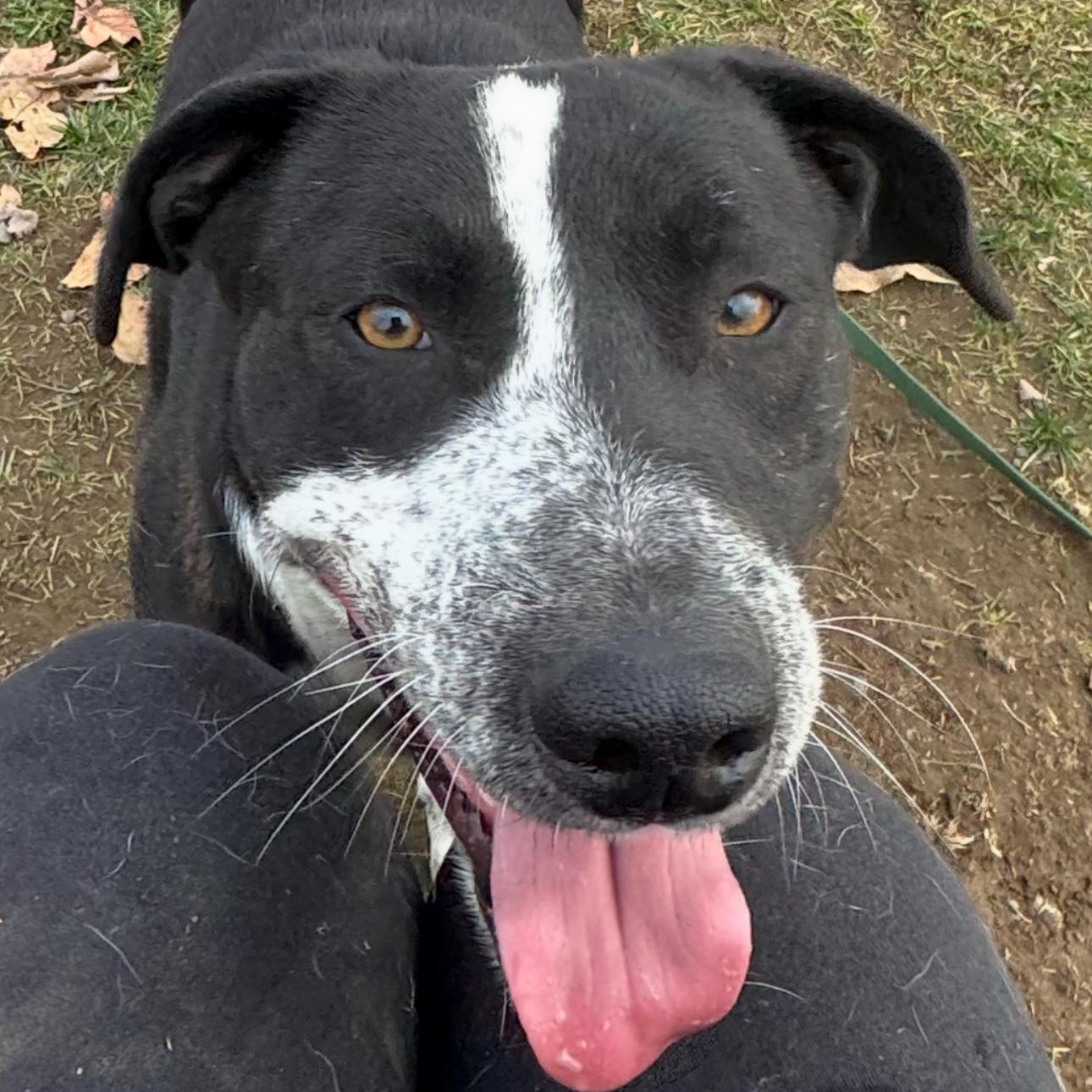 Enlarge Thad - Handsome Pup Looking for Foster Home!, a Adoptable mixed breed in Seattle, WA image 1/3