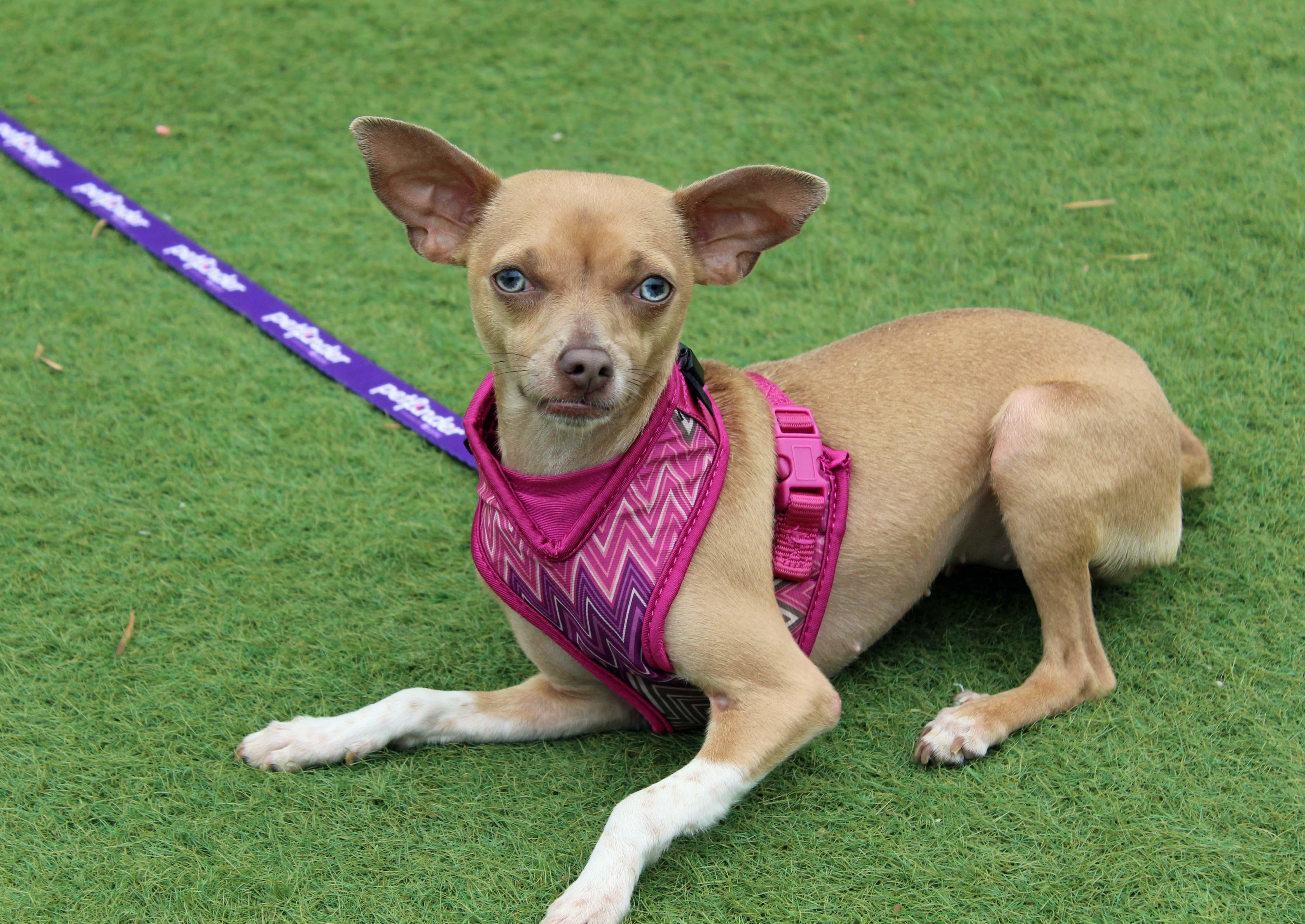 Honey, Young Female Italian Greyhound