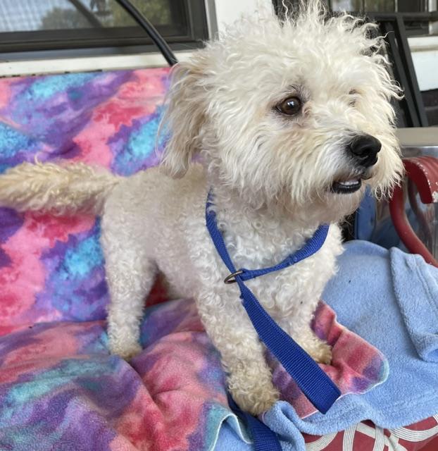 Enlarge Scruffy, a Adoptable Bichon Frise in Memphis, TN image 2/5