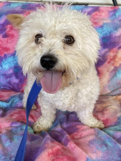 Enlarge Scruffy, a Adoptable Bichon Frise in Memphis, TN image 5/5