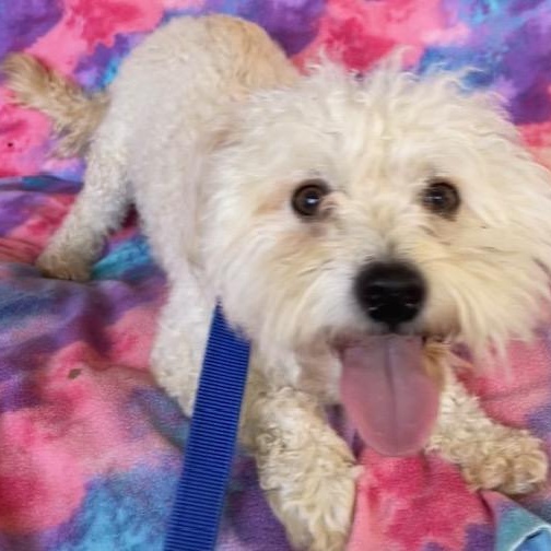 Enlarge Scruffy, a Adoptable Bichon Frise in Memphis, TN image 1/5