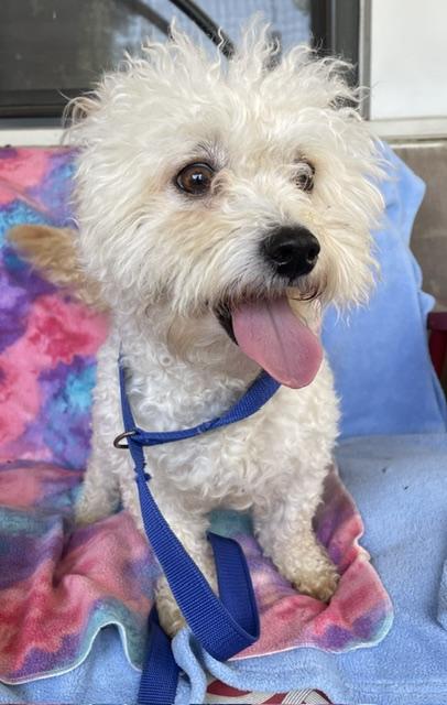 Enlarge Scruffy, a Adoptable Bichon Frise in Memphis, TN image 3/5