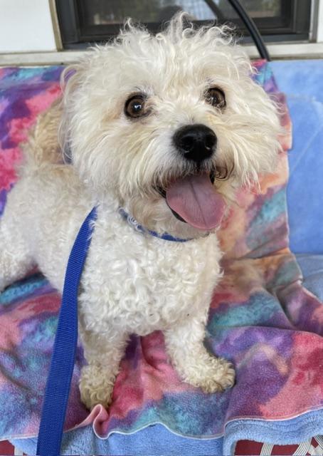 Enlarge Scruffy, a Adoptable Bichon Frise in Memphis, TN image 4/5
