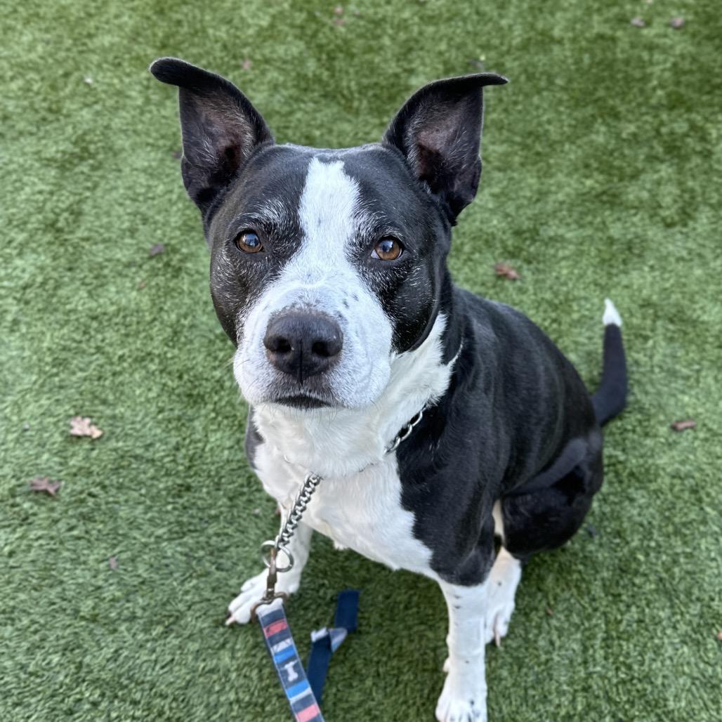 Haddie, an adopted mixed breed in Dublin, CA image 4/6