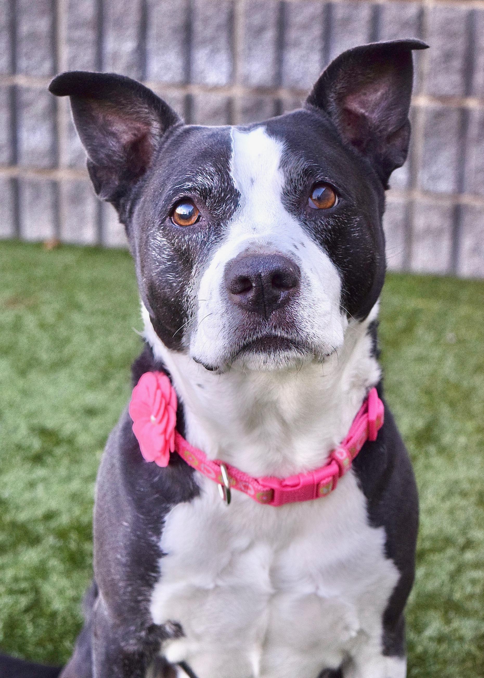 Haddie, an adopted mixed breed in Dublin, CA image 3/6