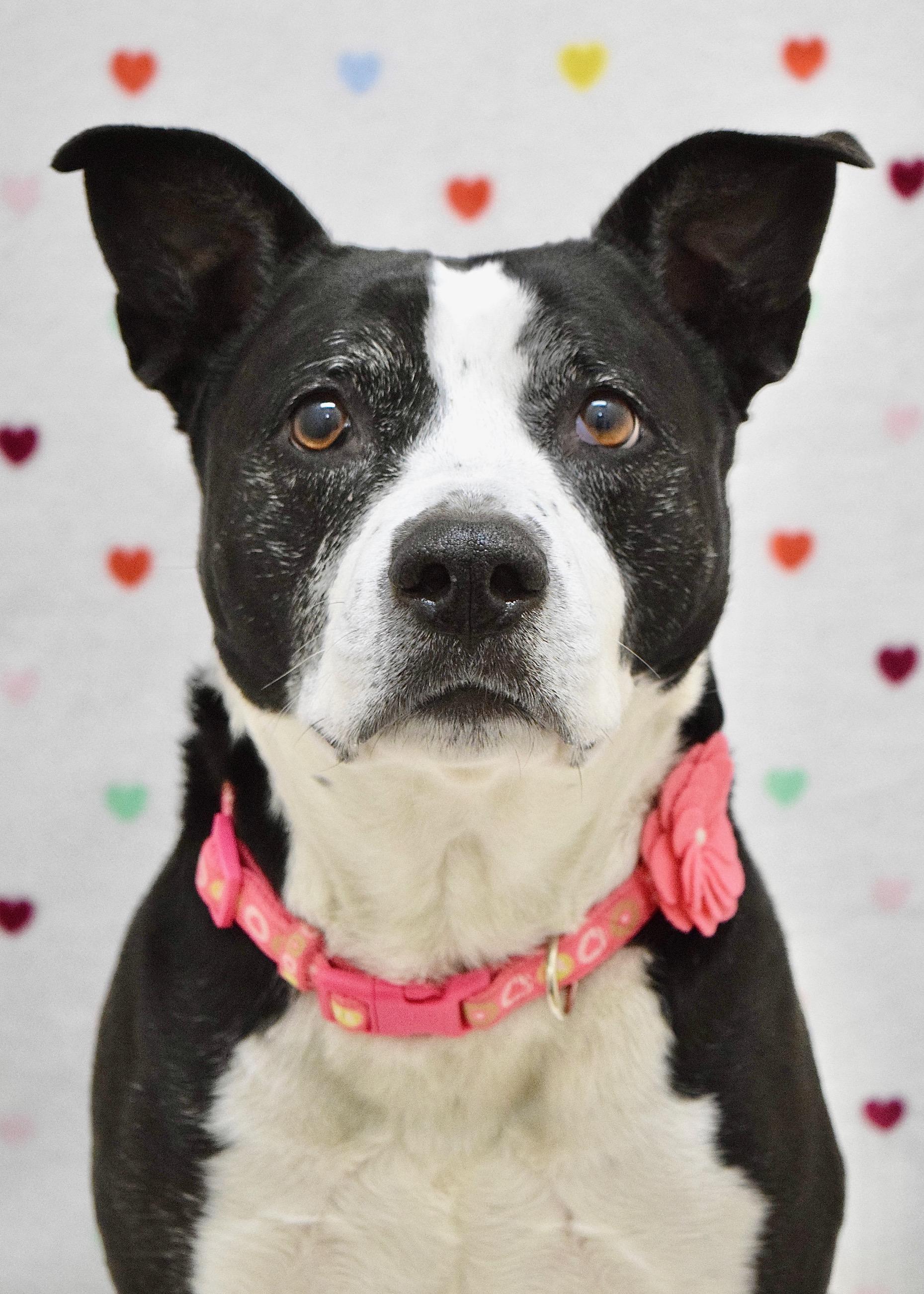 Haddie, an adopted mixed breed in Dublin, CA image 1/6