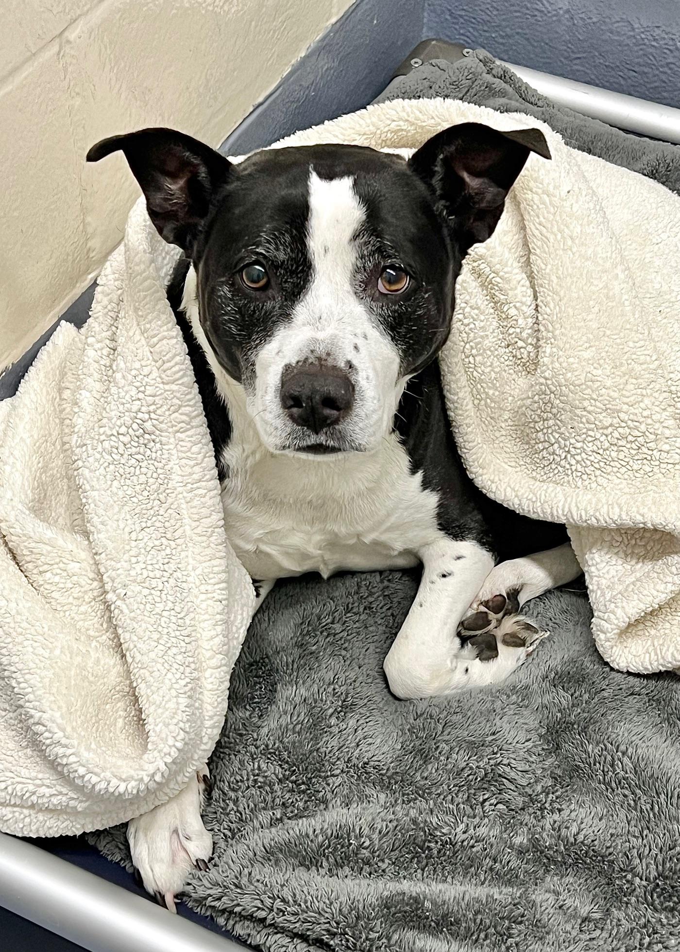 Haddie, an adopted mixed breed in Dublin, CA image 6/6