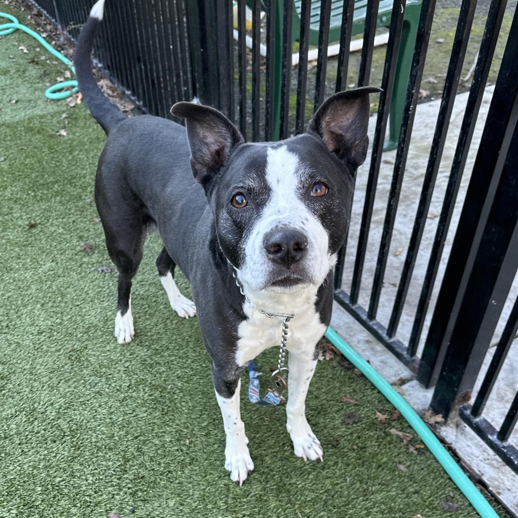 Haddie, an adopted mixed breed in Dublin, CA image 5/6