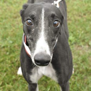 SKIPPY DA DOO DA, Adoptable, Adult Female Greyhound.