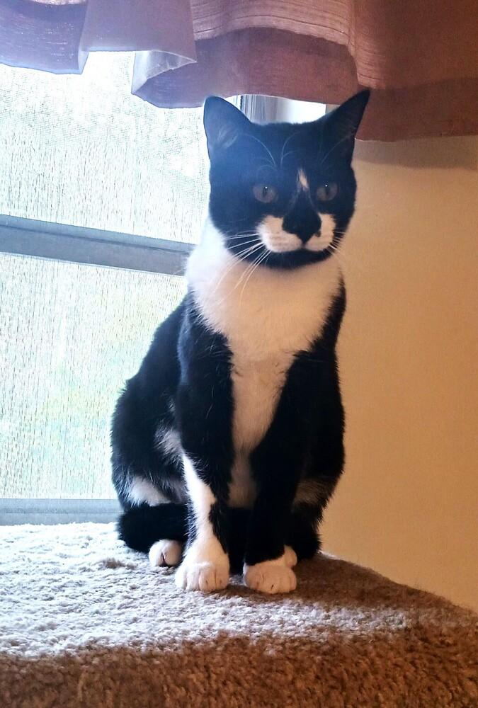 ANGELA, Adoptable, Adult Female Domestic Short Hair.