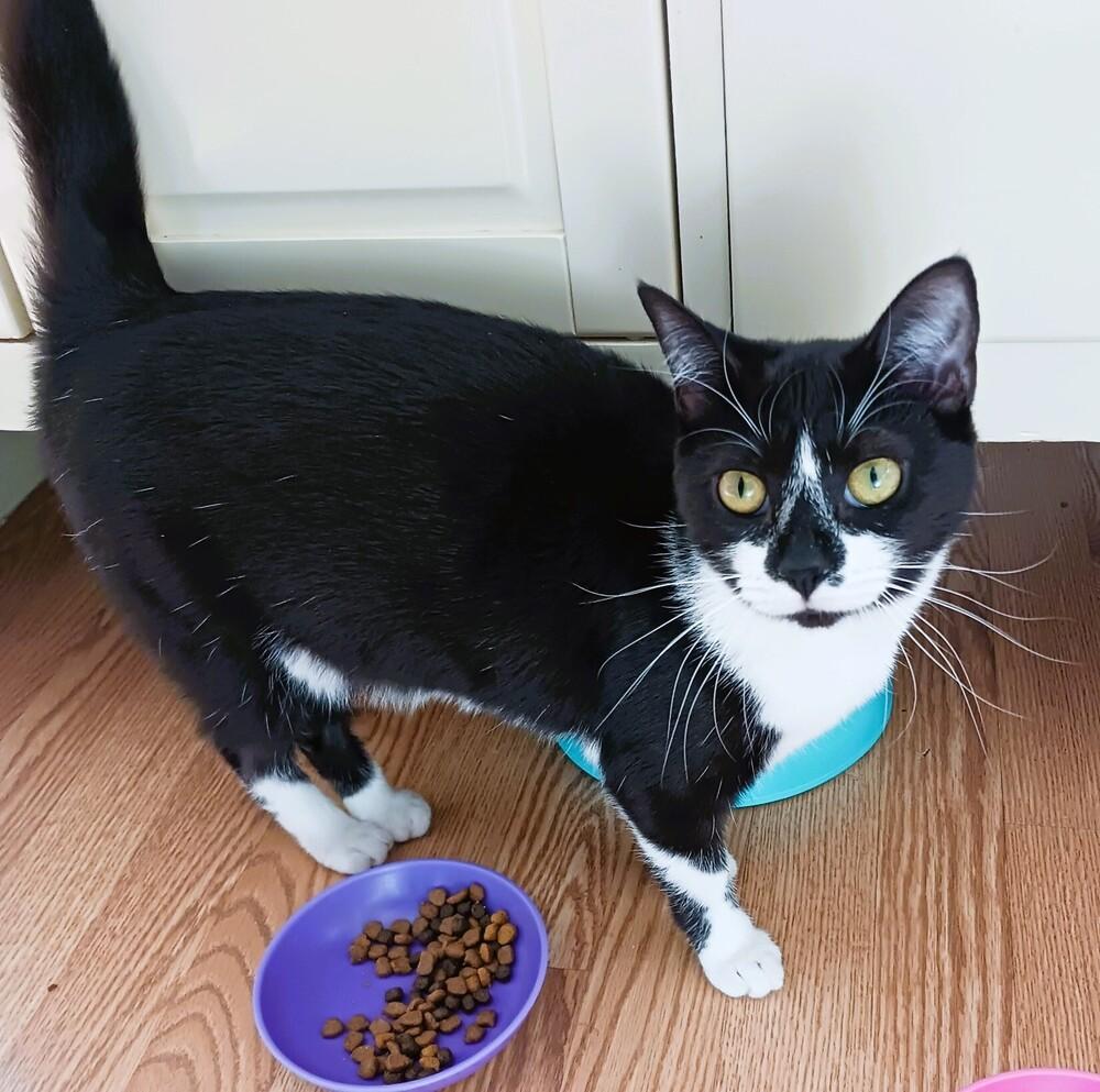 Enlarge ANGELA, a Adoptable mixed breed in Mooresville, NC image 2/3