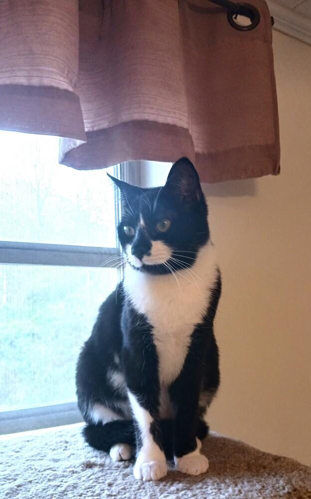 Enlarge ANGELA, a Adoptable mixed breed in Mooresville, NC image 3/3