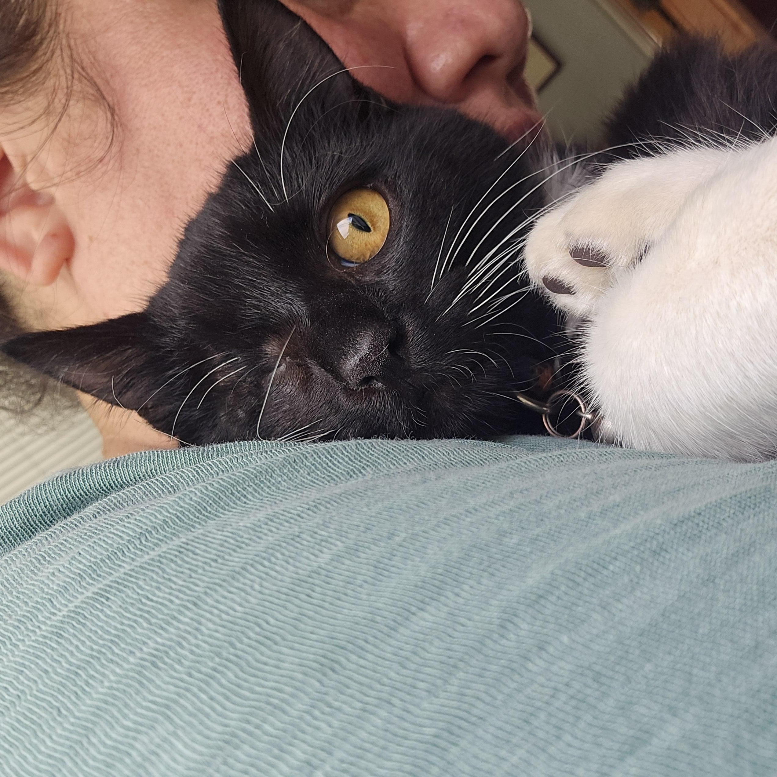 Pumpkin Eye, Adoptable, Young Female Tuxedo.