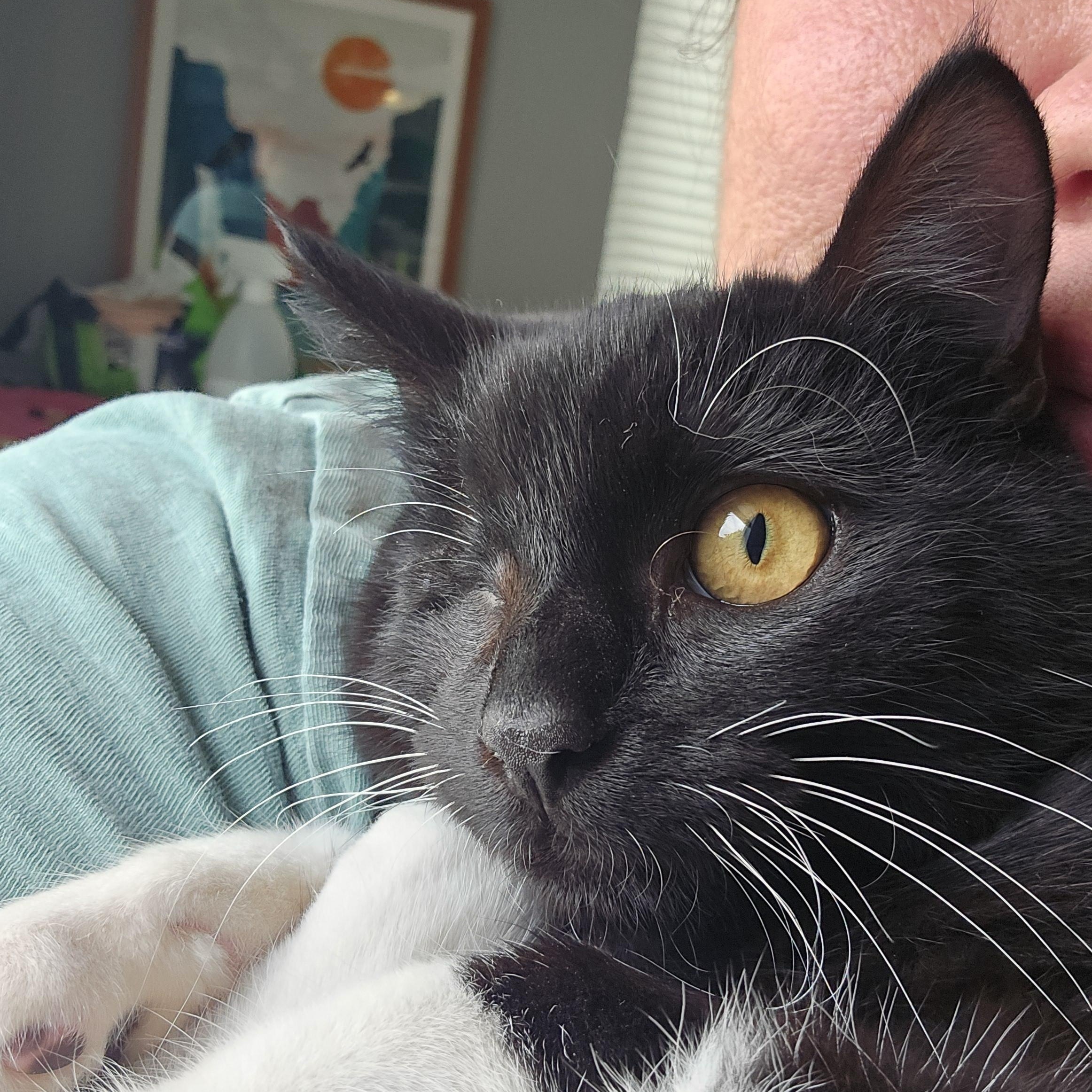 Pumpkin Eye, a Adoptable Tuxedo in Orange, CA image 2/6