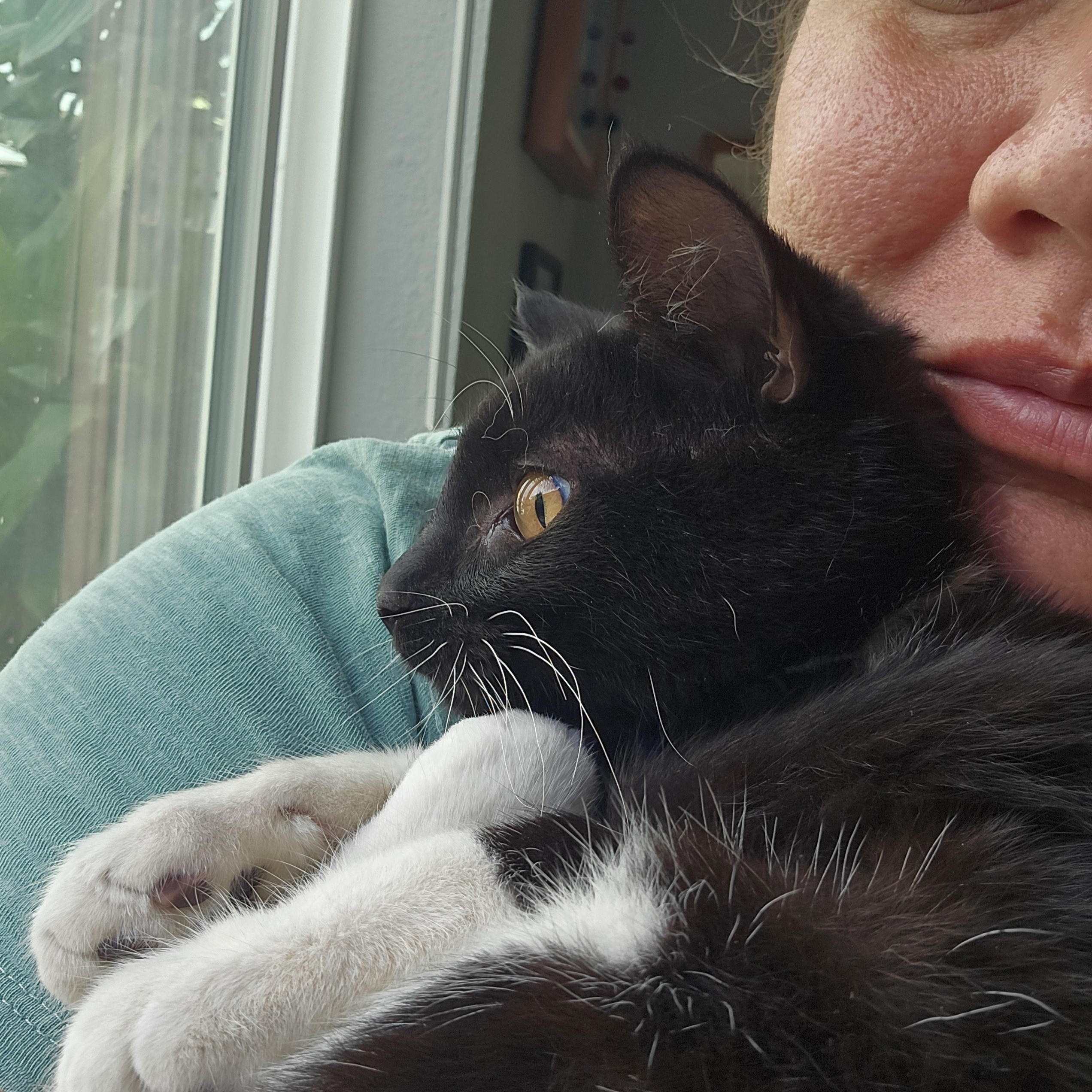 Pumpkin Eye, a Adoptable Tuxedo in Orange, CA image 4/6