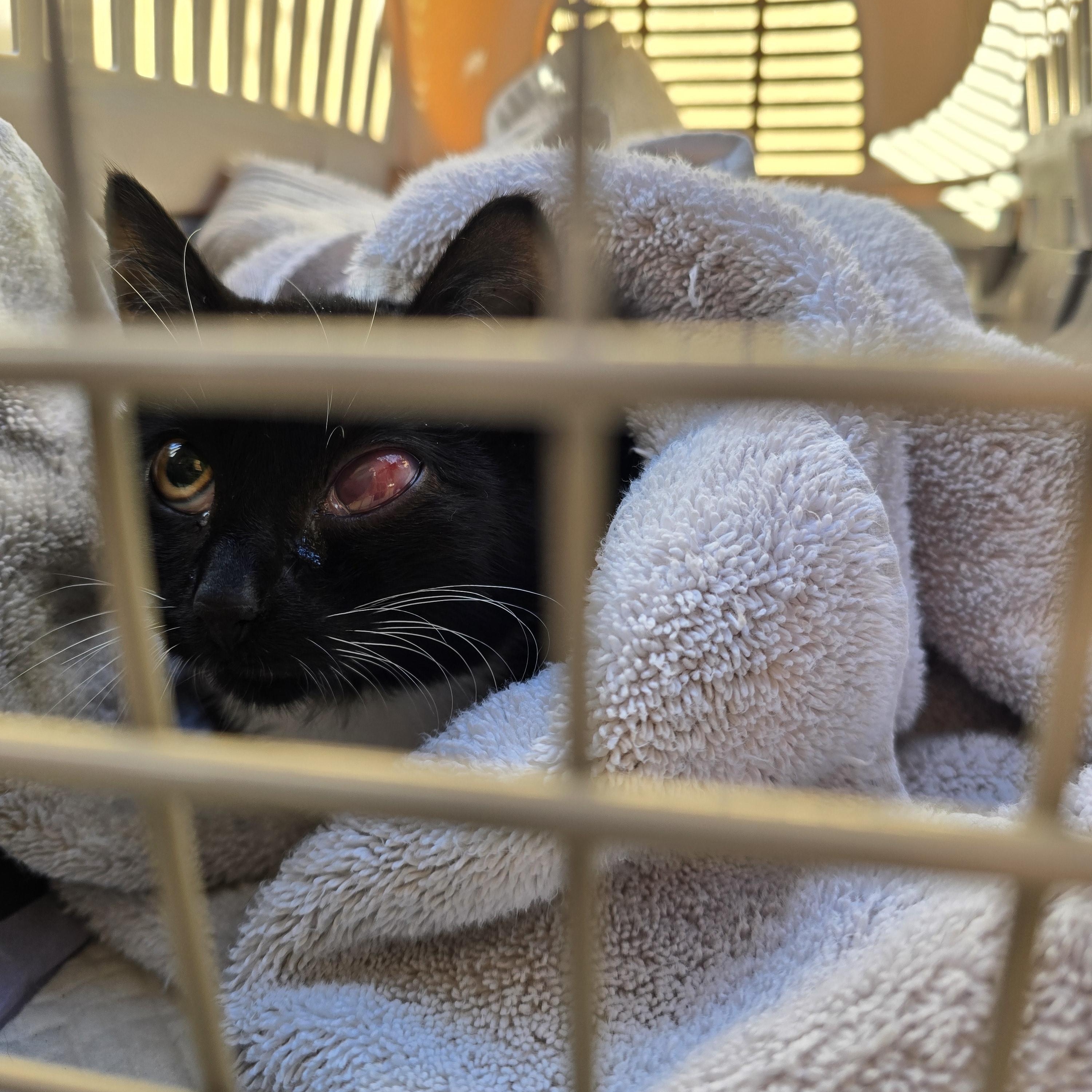 Pumpkin Eye, a Adoptable Tuxedo in Orange, CA image 6/6