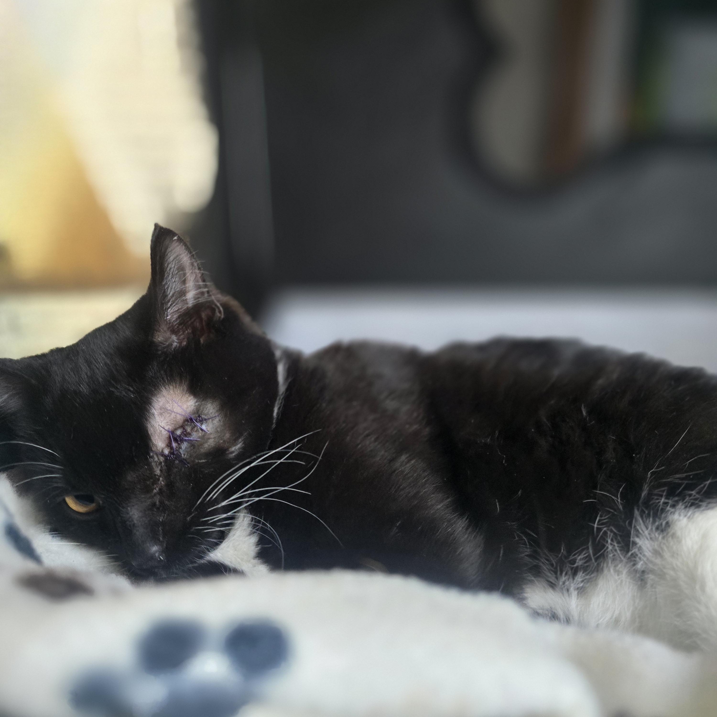 Pumpkin Eye, a Adoptable Tuxedo in Orange, CA image 5/6