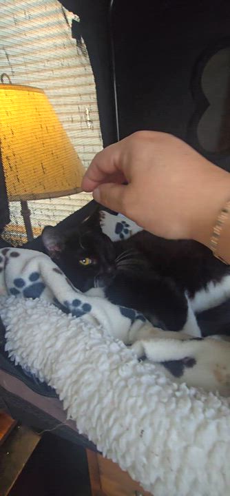 Enlarge Pumpkin Eye, a Adoptable Tuxedo in Orange, CA video 3/6