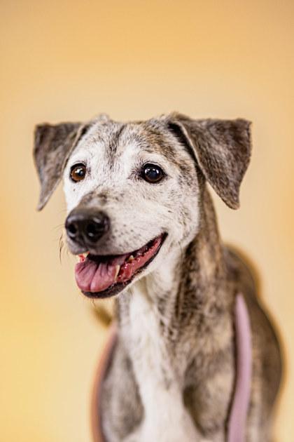 Zena, Adoptable, Adult Female Mixed Breed & Mixed Breed.