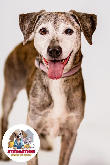 Zena, Adoptable, Adult Female Mixed Breed & Mixed Breed.