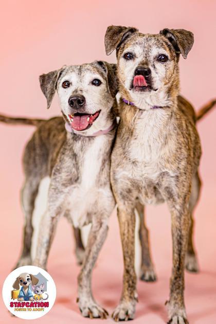 Enlarge Zena, a Adoptable mixed breed in Phoenix, AZ image 2/3