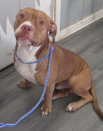 Tank, Adoptable, Adult Male Pit Bull Terrier & Mixed Breed.
