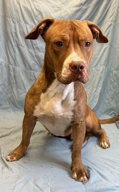 Tank, a Adoptable mixed breed in West Memphis, AR image 2/3