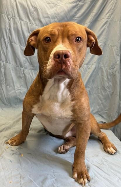 Tank, a Adoptable mixed breed in West Memphis, AR image 3/3