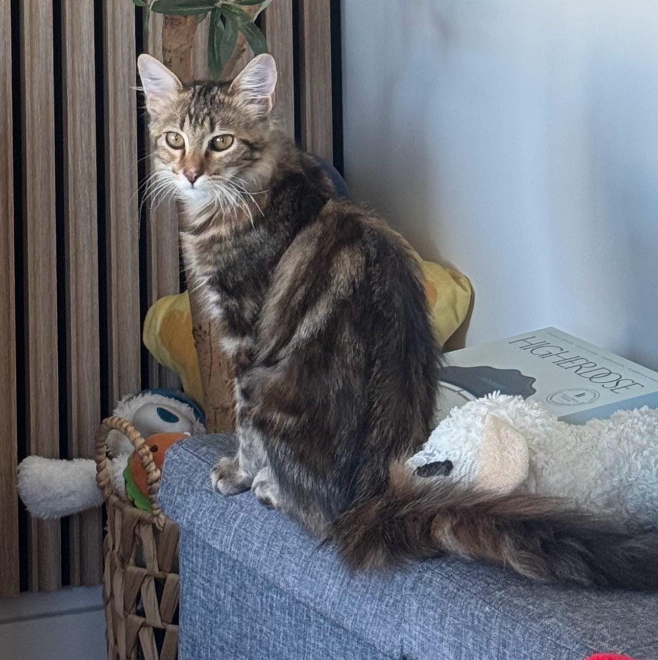 Bethany, adopted, Kitten Female Domestic Medium Hair & Torbie.