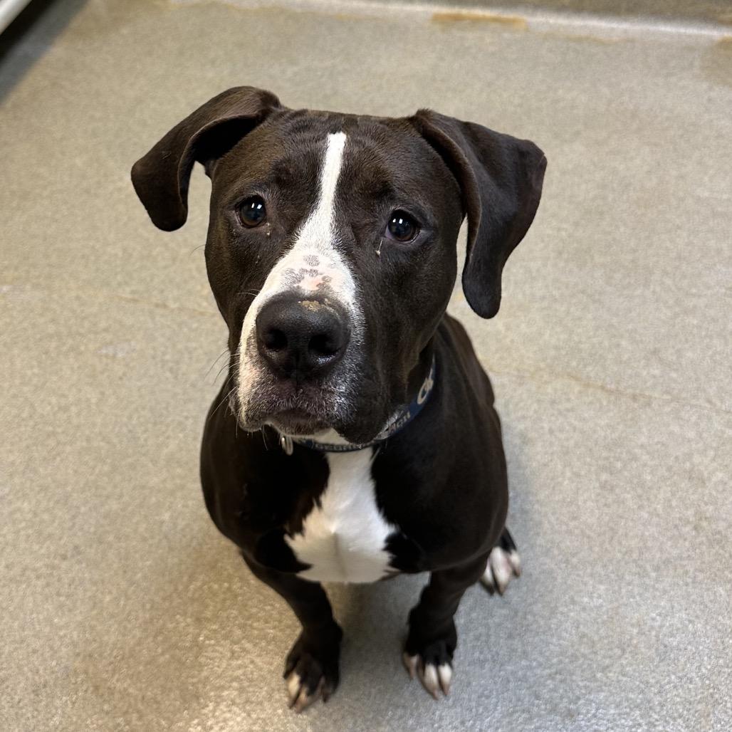 Blitzen Biscuit 2510, Adoptable, Adult Male Mixed Breed.