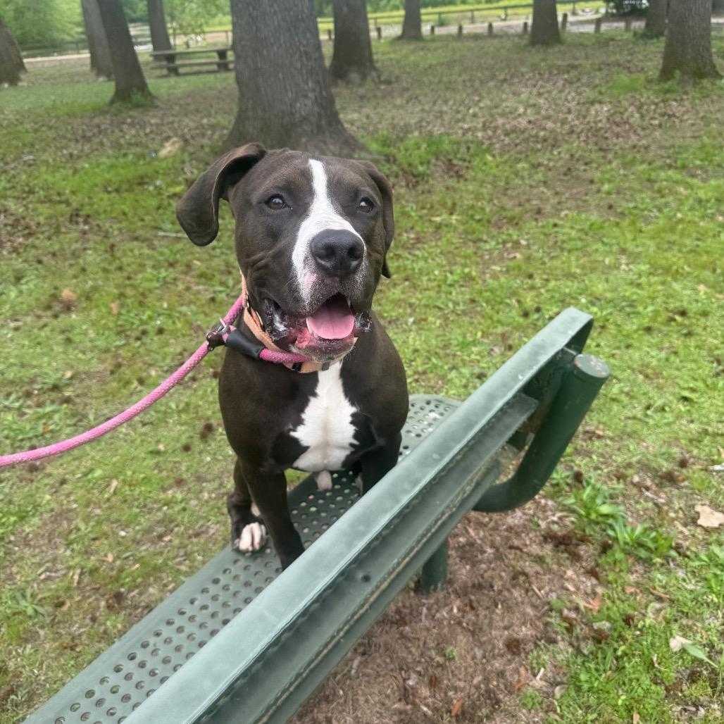 Blitzen Biscuit 2510, a Adoptable Mixed Breed in Columbus, GA image 2/6