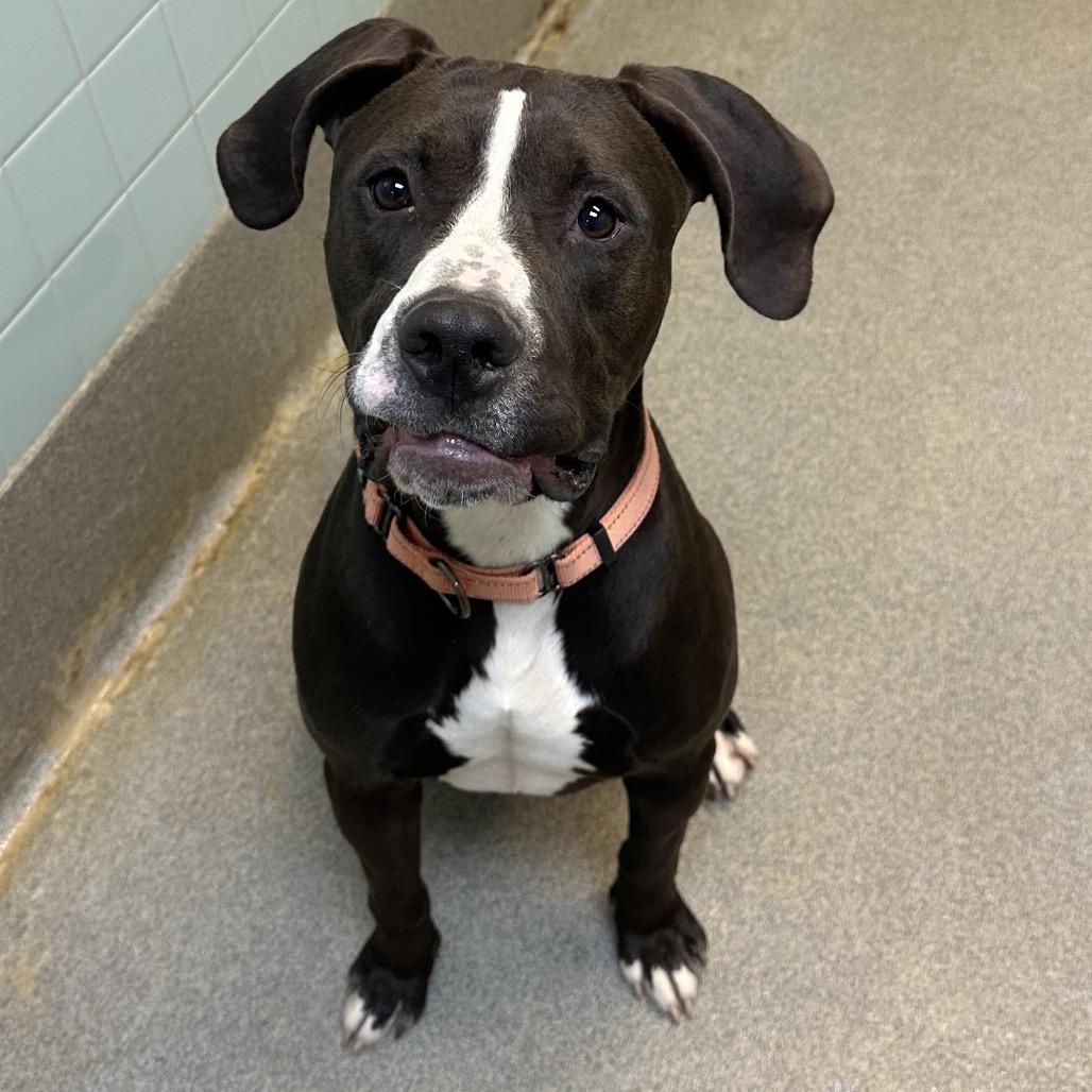 Blitzen Biscuit 2510, a Adoptable Mixed Breed in Columbus, GA image 3/4