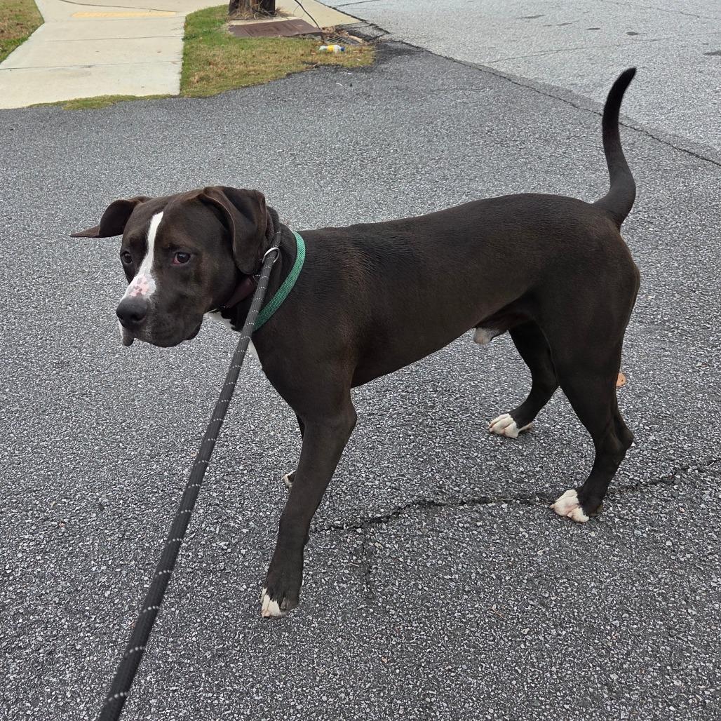 Blitzen Biscuit 2510, a Adoptable Mixed Breed in Columbus, GA image 4/4
