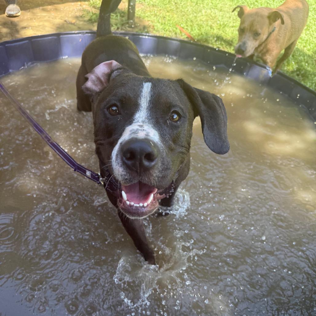 Enlarge Blitzen Biscuit 2510, a Adoptable Mixed Breed in Columbus, GA image 3/6