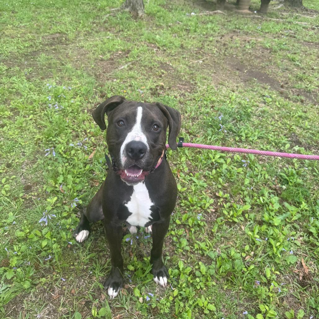 Enlarge Blitzen Biscuit 2510, a Adoptable Mixed Breed in Columbus, GA image 3/6