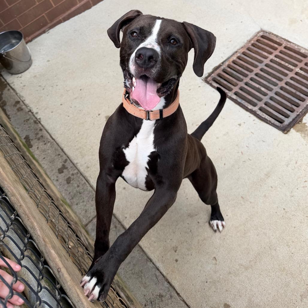 Enlarge Blitzen Biscuit 2510, a Adoptable Mixed Breed in Columbus, GA image 4/6