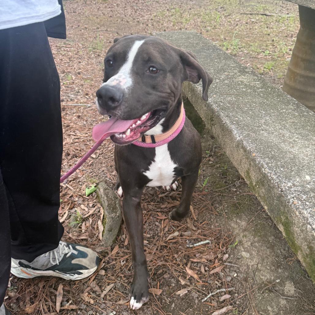 Enlarge Blitzen Biscuit 2510, a Adoptable Mixed Breed in Columbus, GA image 5/6