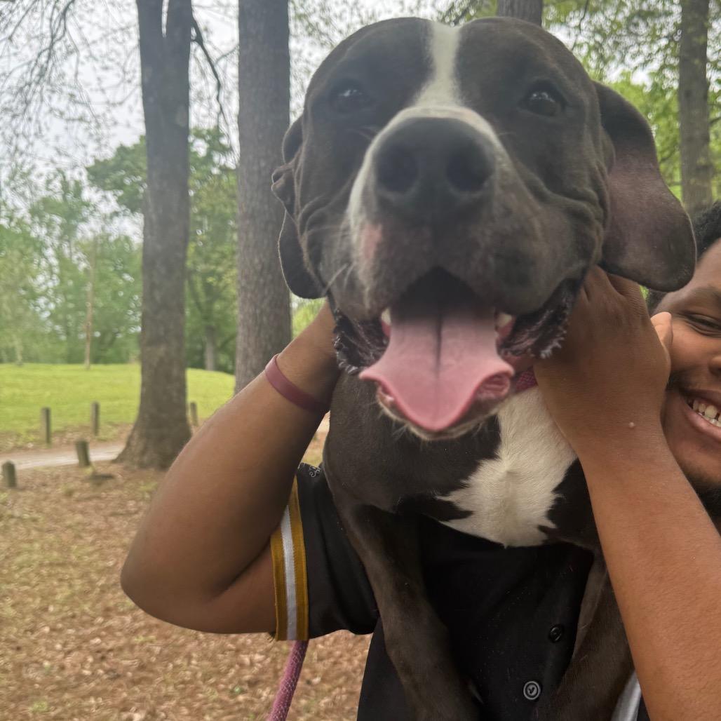 Enlarge Blitzen Biscuit 2510, a Adoptable Mixed Breed in Columbus, GA image 6/6