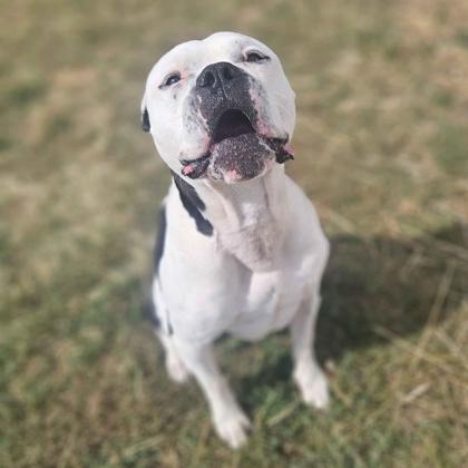 Enlarge Jug, a Adoptable mixed breed in Washington, IA image 1/2