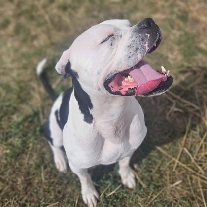 Enlarge Jug, a Adoptable mixed breed in Washington, IA image 2/2