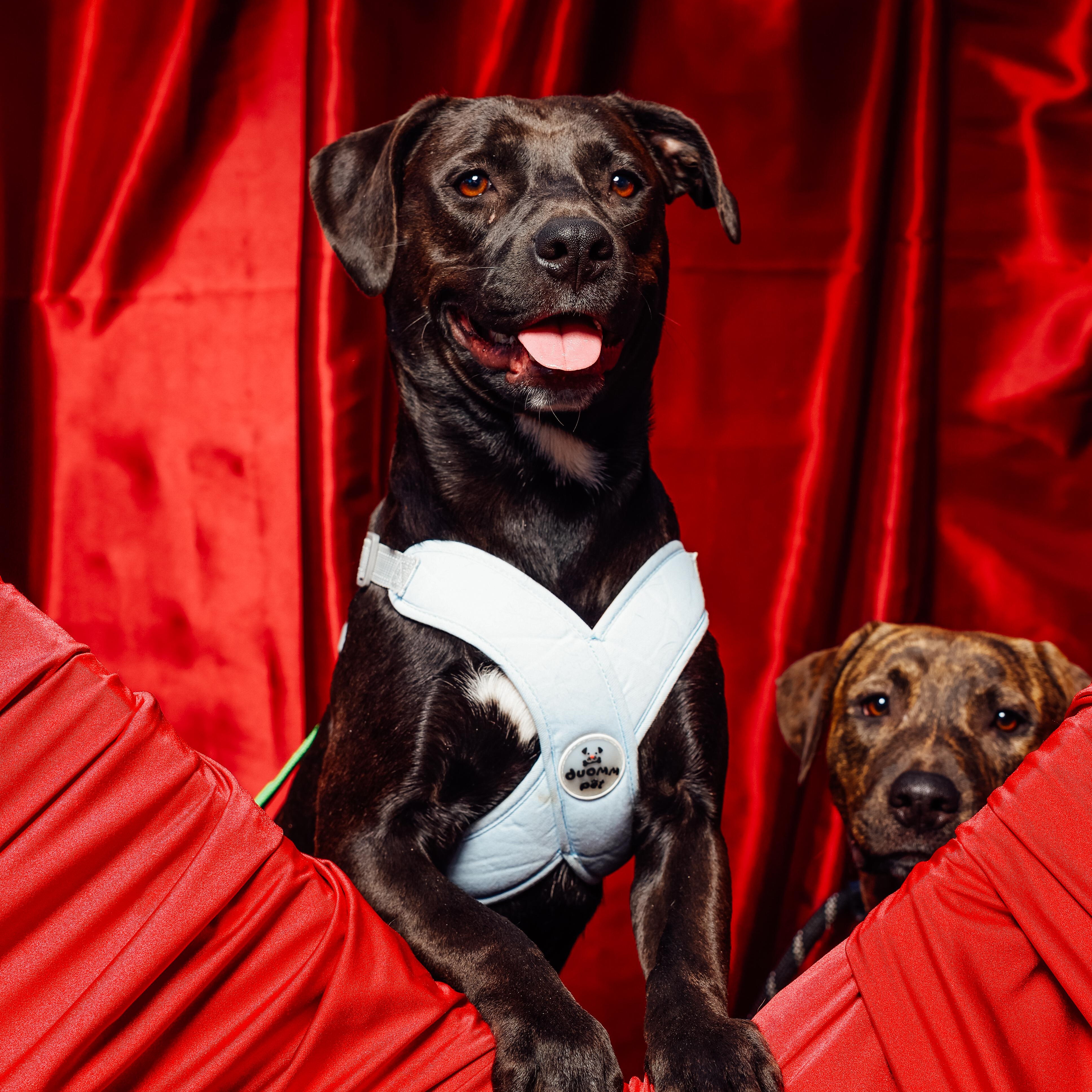 Fiji, Adoptable, Young Female Pit Bull Terrier & Labrador Retriever.