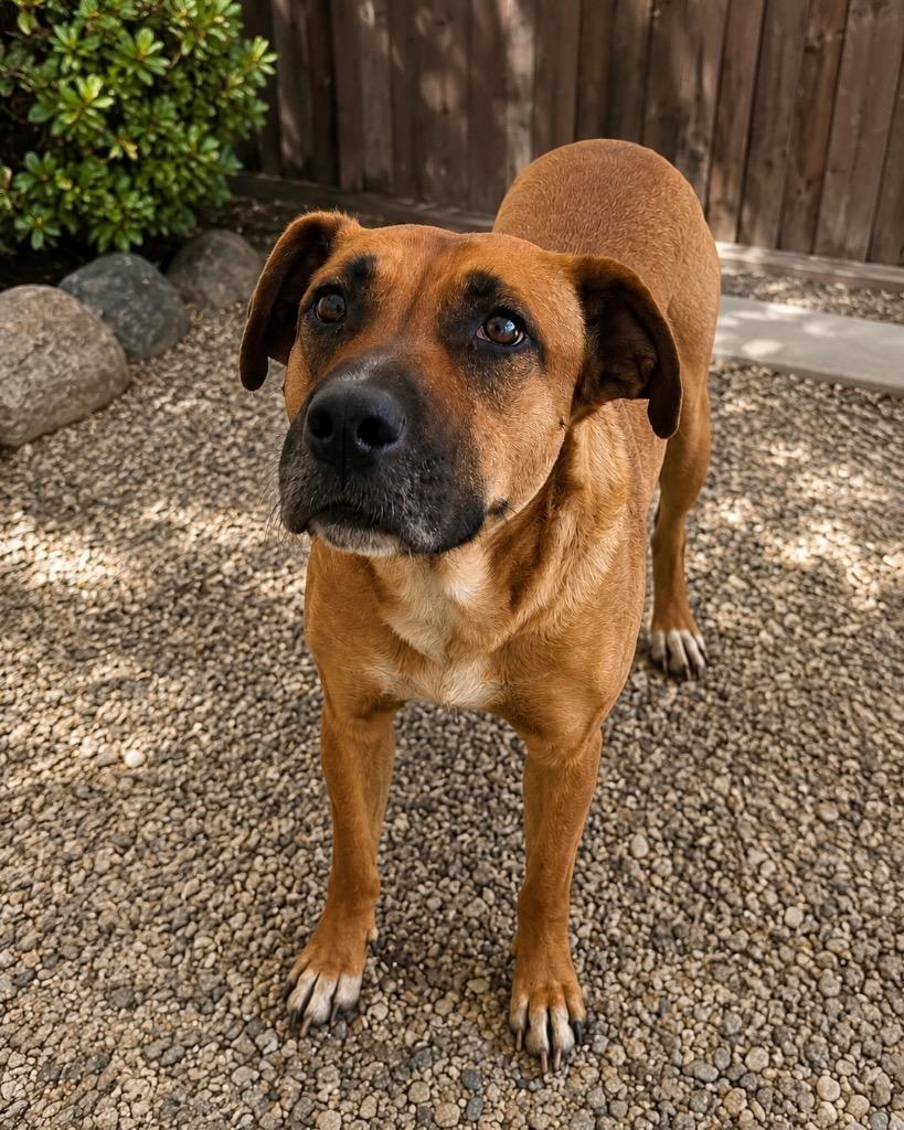 Firecracker, a Adoptable mixed breed in Reno, NV image 1/3
