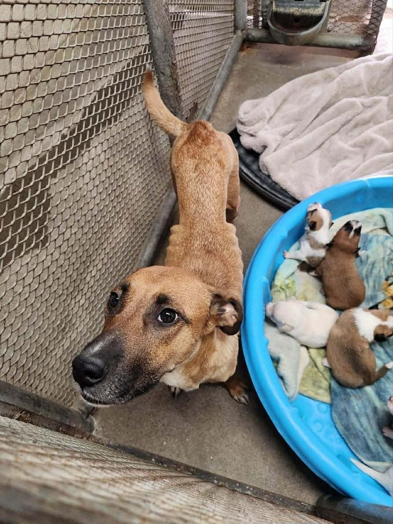 Firecracker, a Adoptable mixed breed in Reno, NV image 2/3