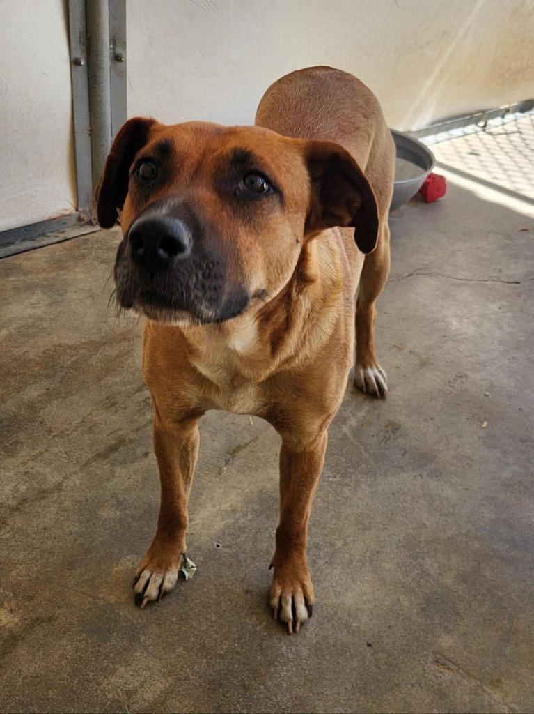 Firecracker, a Adoptable mixed breed in Reno, NV image 3/3