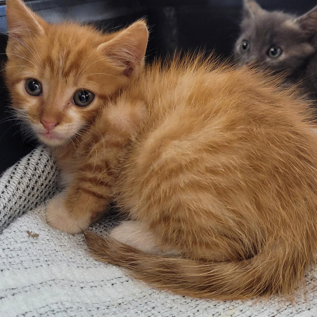 Sunny, Adoptable, Kitten Male Domestic Short Hair & Domestic Short Hair.