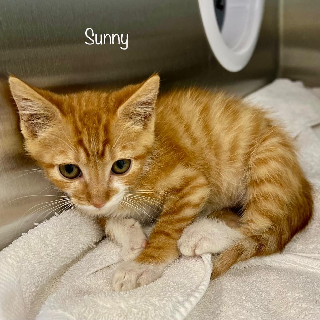 Enlarge Sunny, a Adoptable mixed breed in Madisonville, TN image 2/3