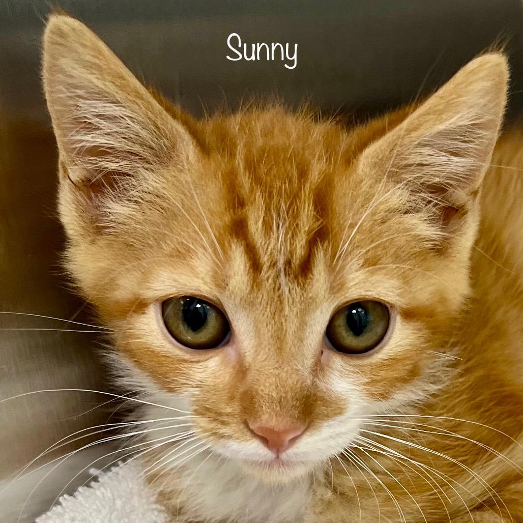 Enlarge Sunny, a Adoptable mixed breed in Madisonville, TN image 3/3